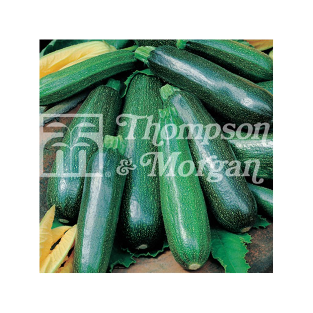 Garten-Kürbis Nano Verde di Milano