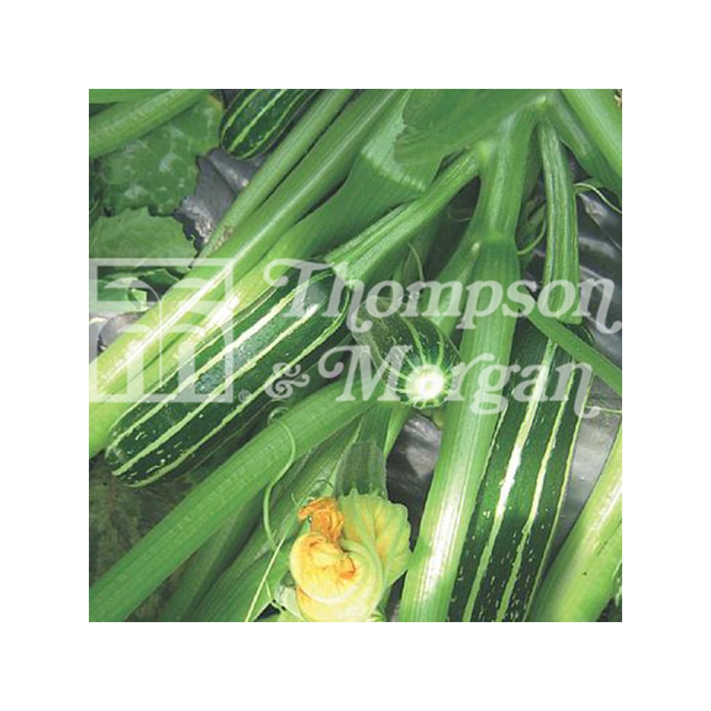 Garten-Kürbis Safari F1