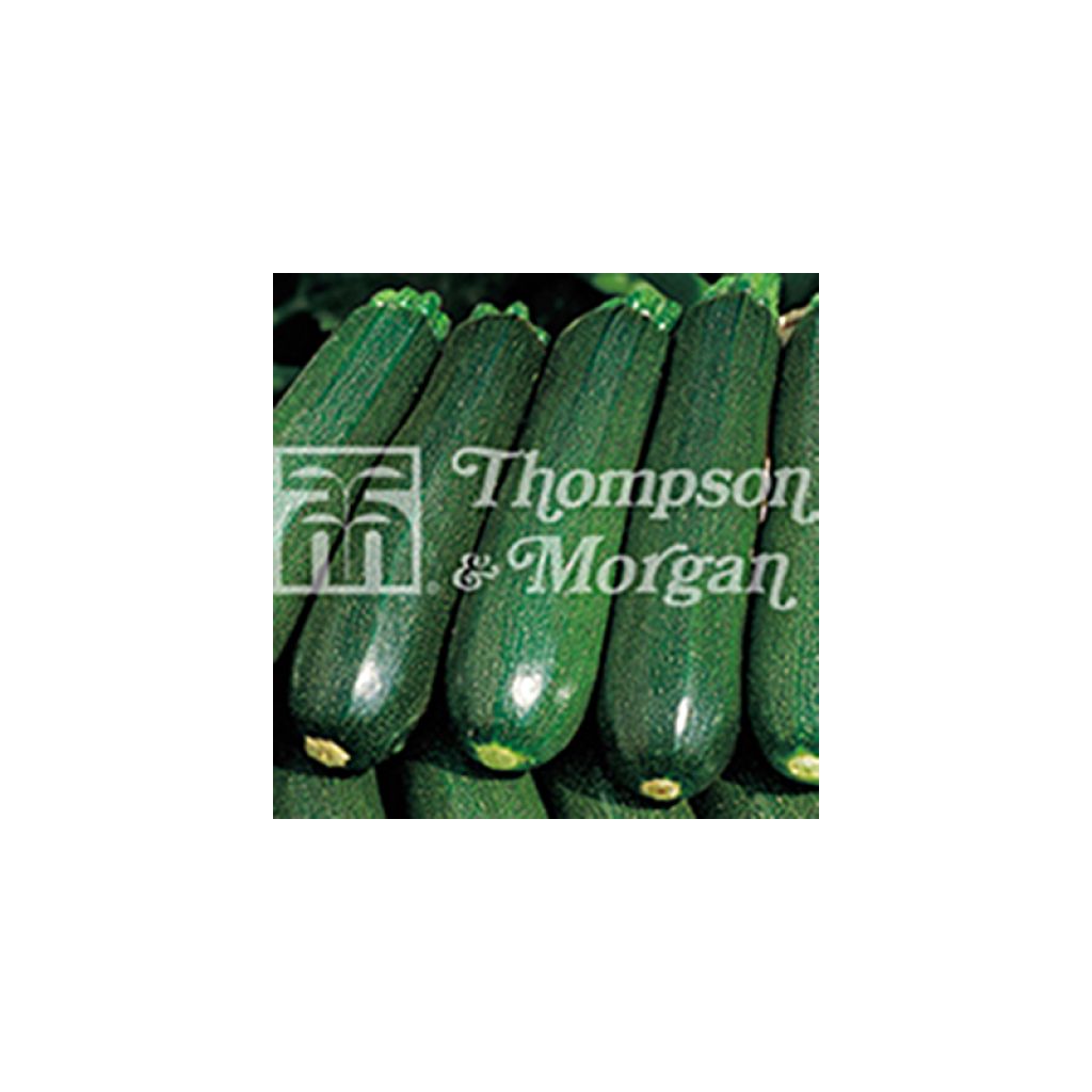 Garten-Kürbis Venus F1