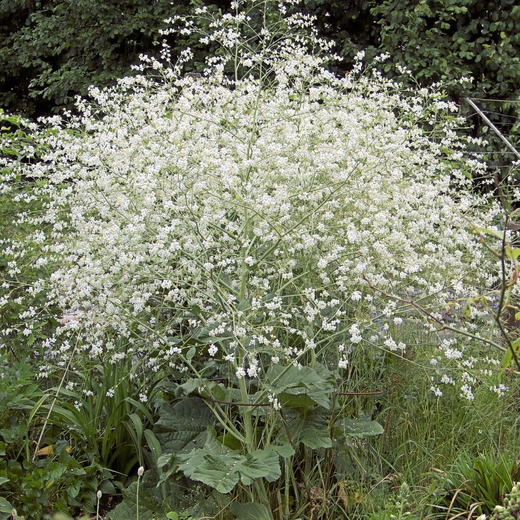 Crambe Cordifolia