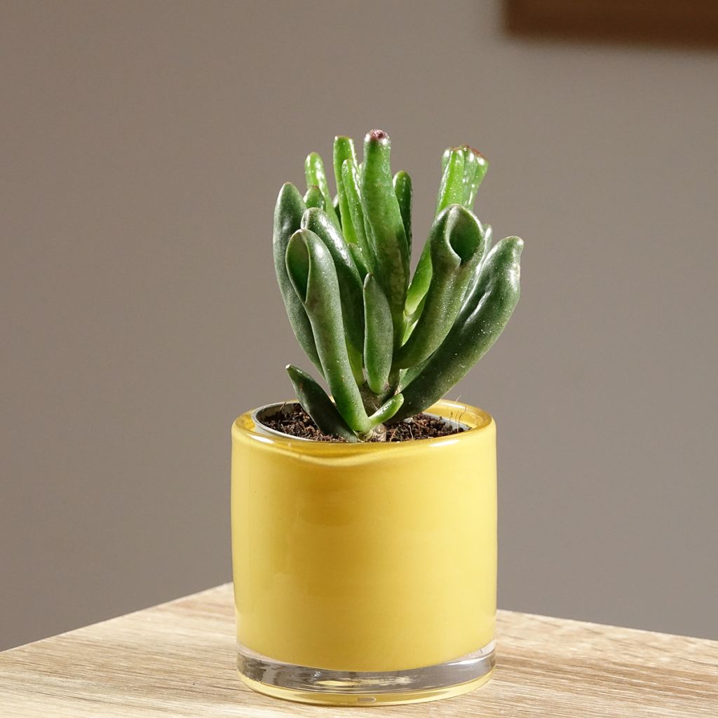 Crassula ovata Gollum (Coral) - Geldbaum