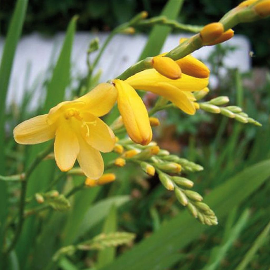Montbretie Walberton yellow - Crocosmia