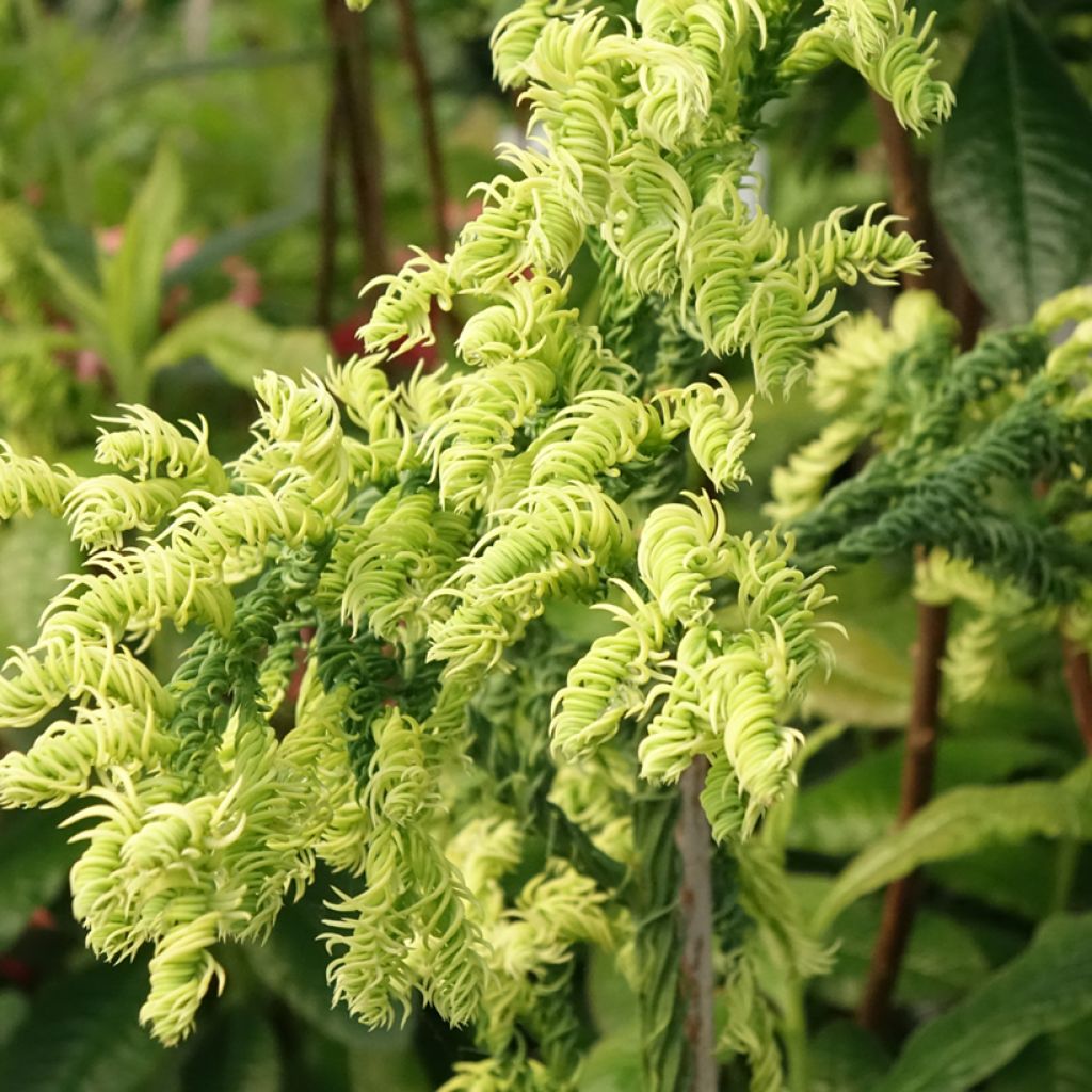 Cryptomeria japonica Kyara Gold®
