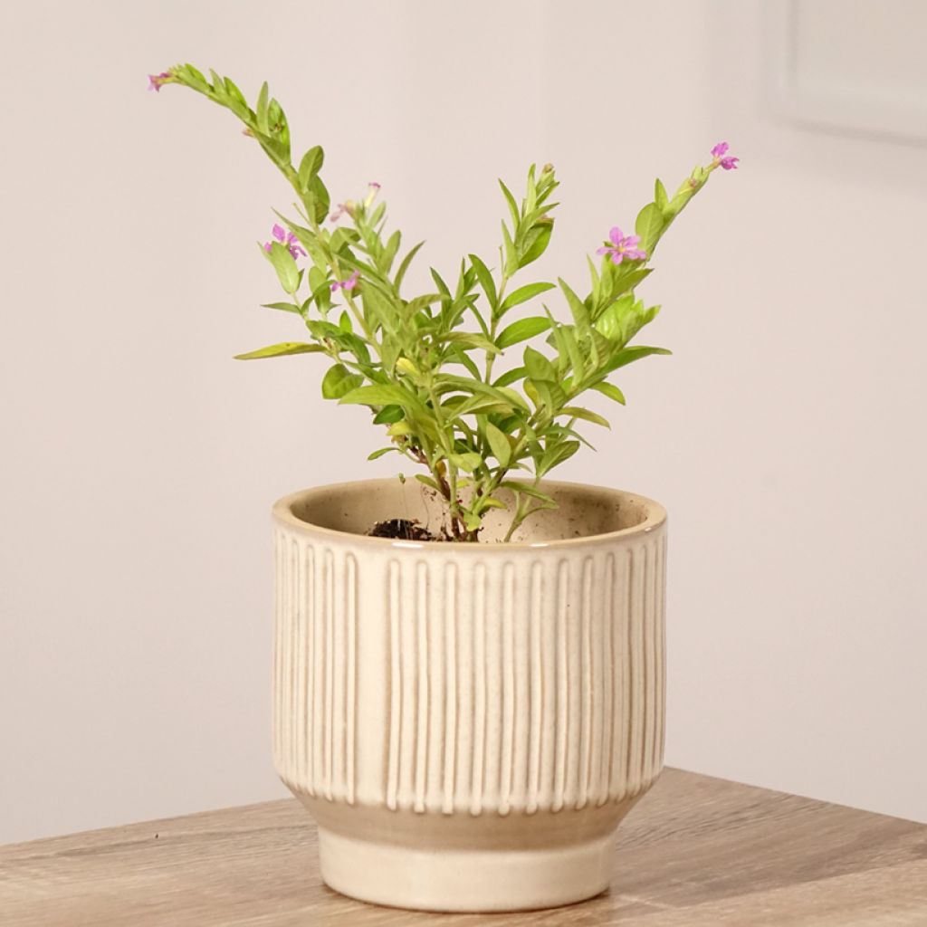 Cuphea hyssopifolia Purple - Japanische Scheinmyrthe