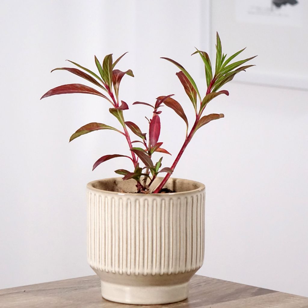 Cuphea micropetala - Zigarrenblume