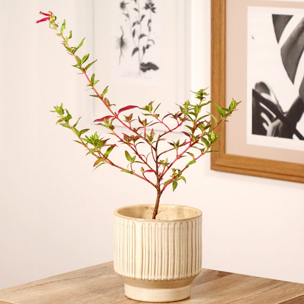 Cuphea Twinkle Pink - Köcherblümchen