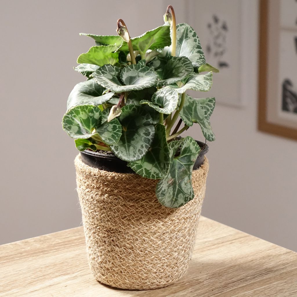 Weißer Cyclamen Persicum - Zimmer-Alpenveilchen