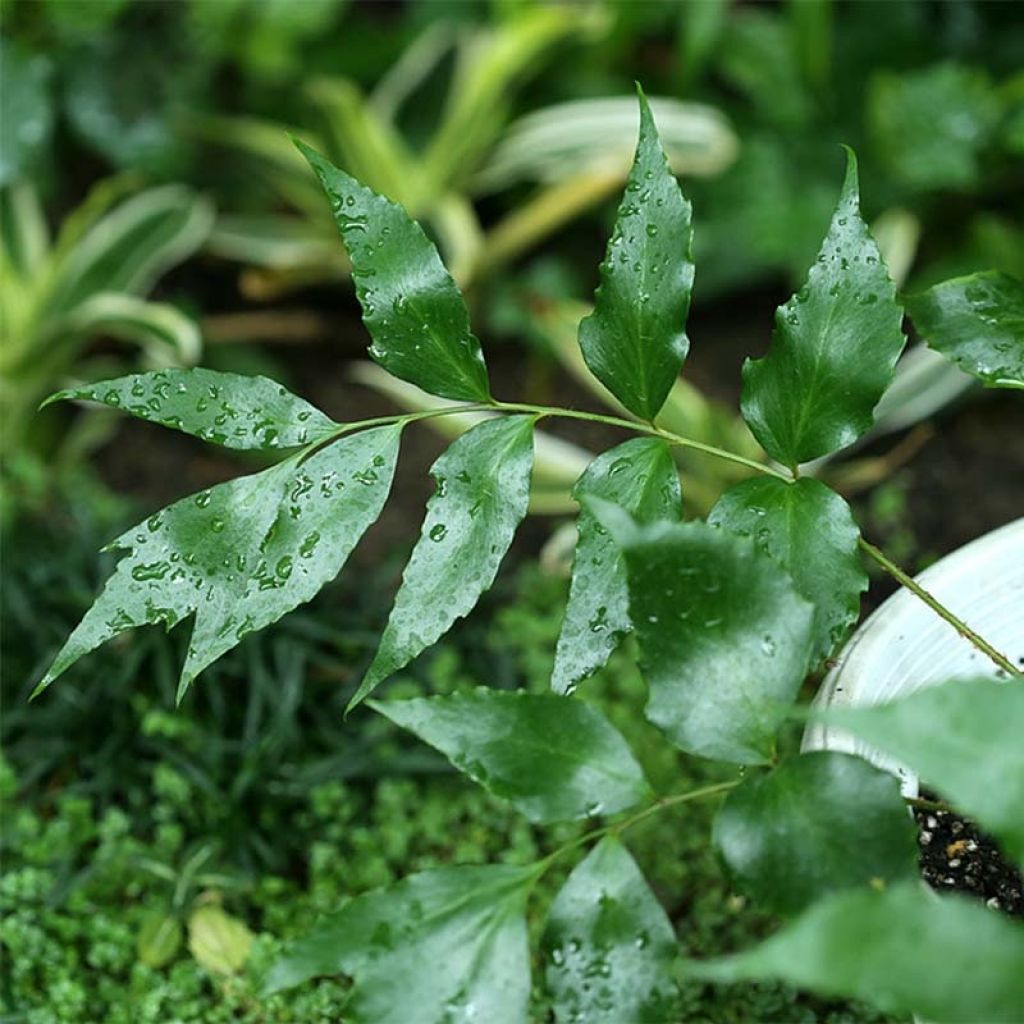 Cyrtomium devexiscapulae - Sichelfarn