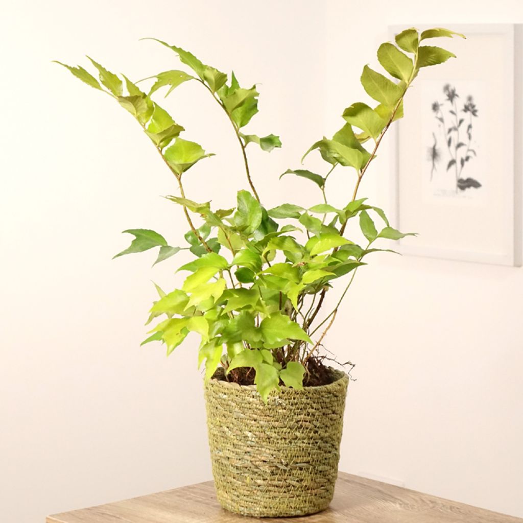 Cyrtomium falcatum - Mond-Sichelfarn