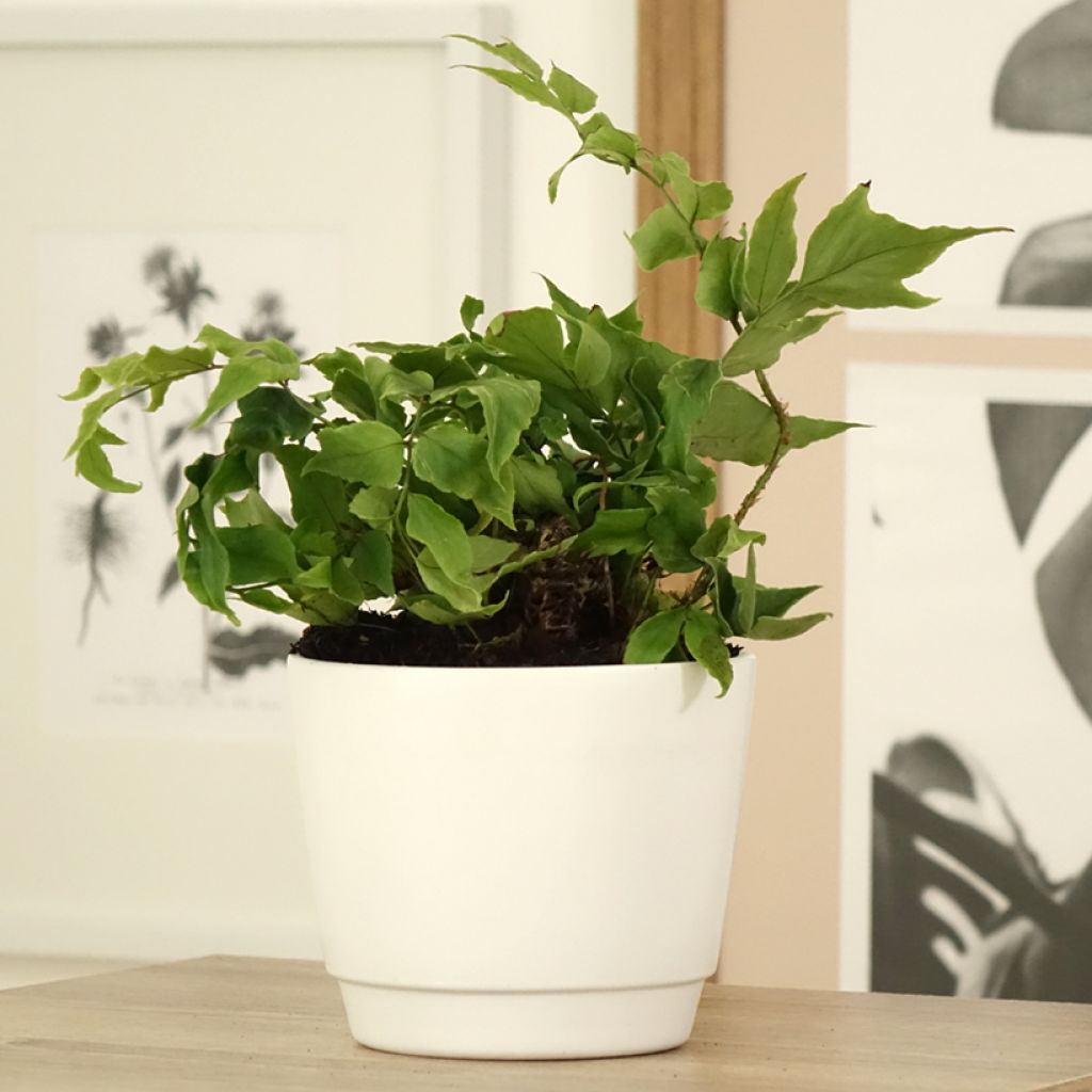 Cyrtomium fortunei var. clivicola - Fortunes Sichelfarn