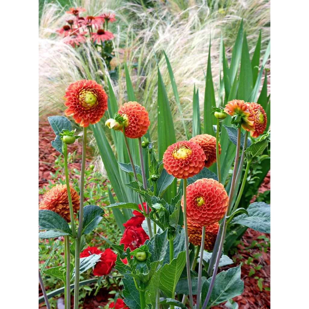 Pompon-Dahlie Bantling