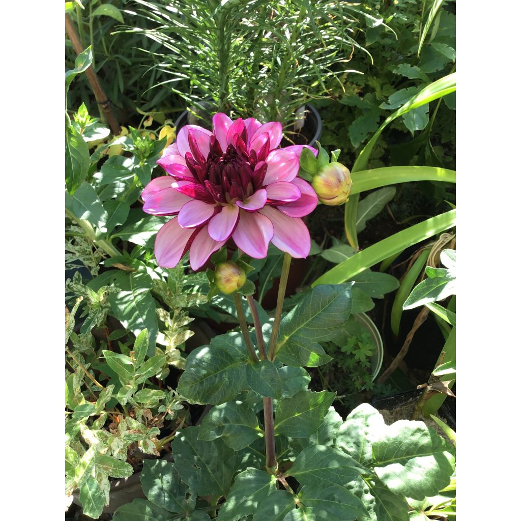 Schmuck-Dahlie Creme de Cassis