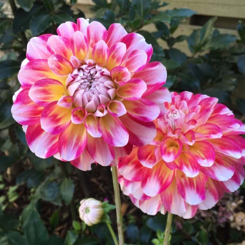 Schmuck-Dahlie Hawaii