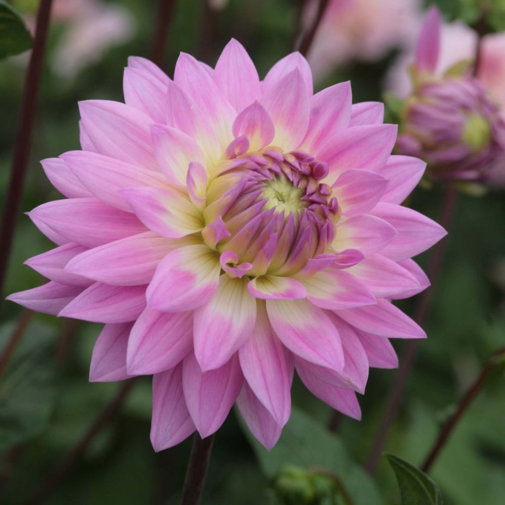 Schmuck-Dahlie Miss Delilah