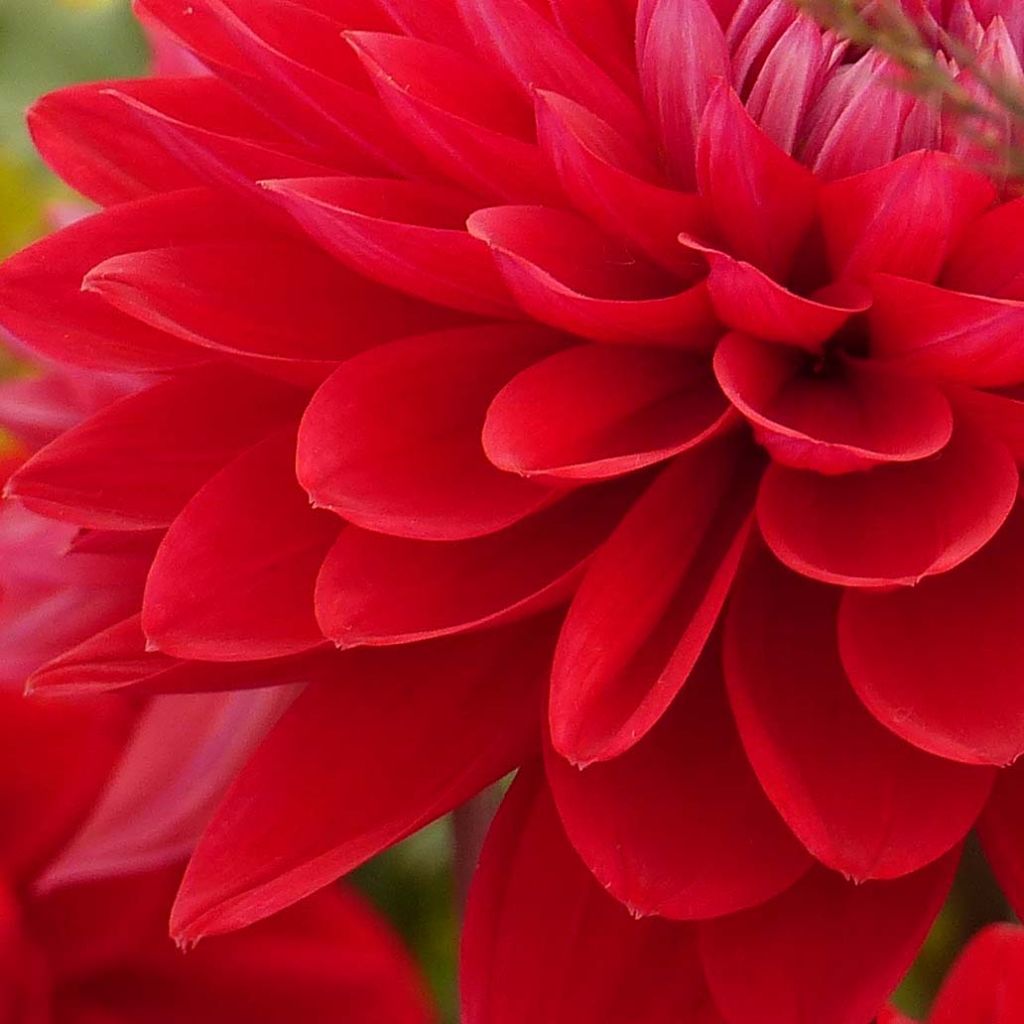 Schmuck-Dahlie Philadelphia