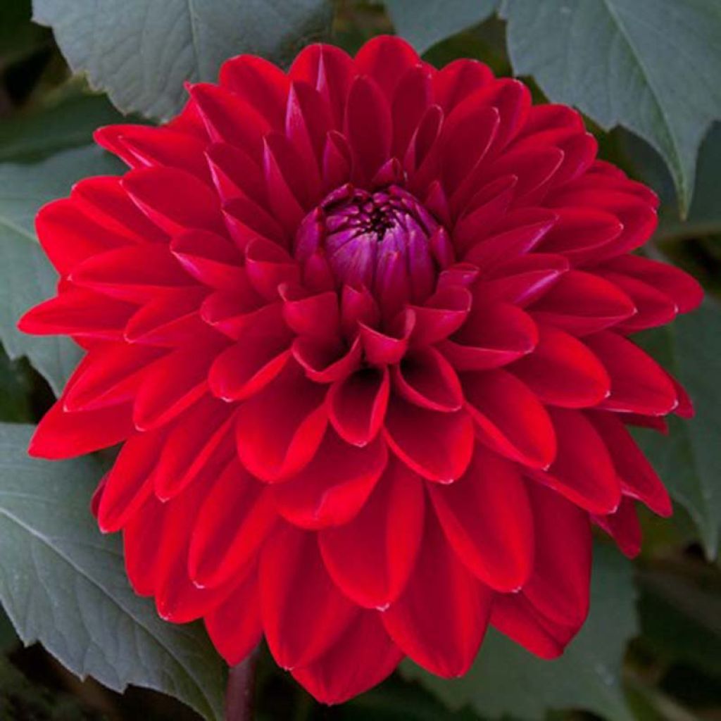 Schmuck-Dahlie Philadelphia