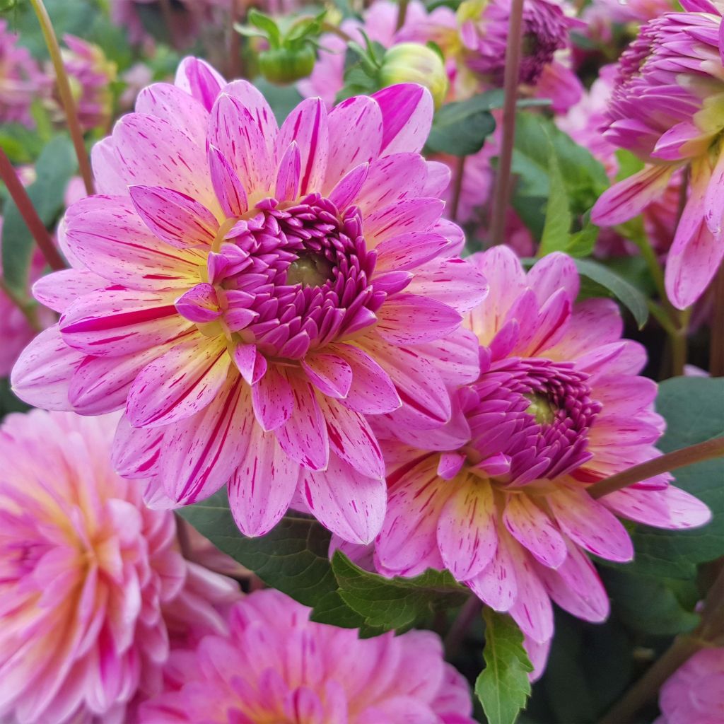 Schmuck-Dahlie Tropical