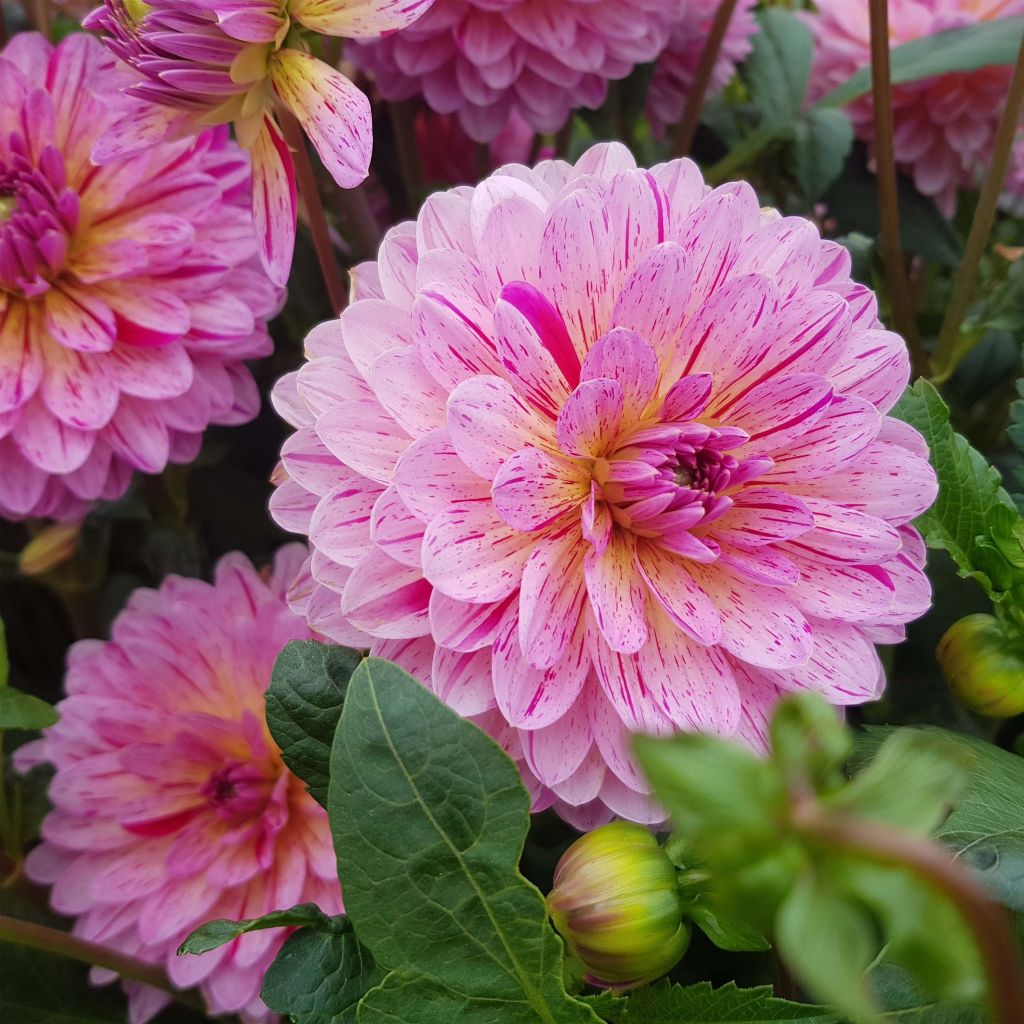 Schmuck-Dahlie Tropical