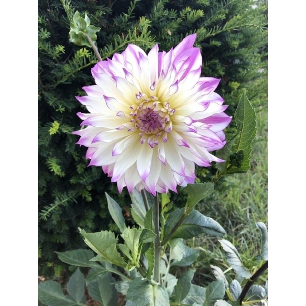 Schmuck-Dahlie Victoria Ann