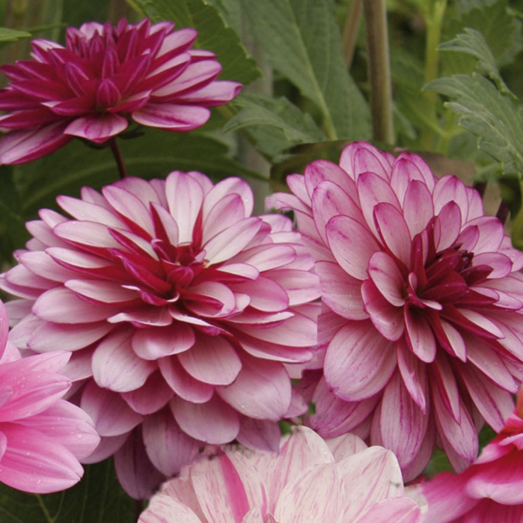 Dekorative Dahlie Lauren Michele