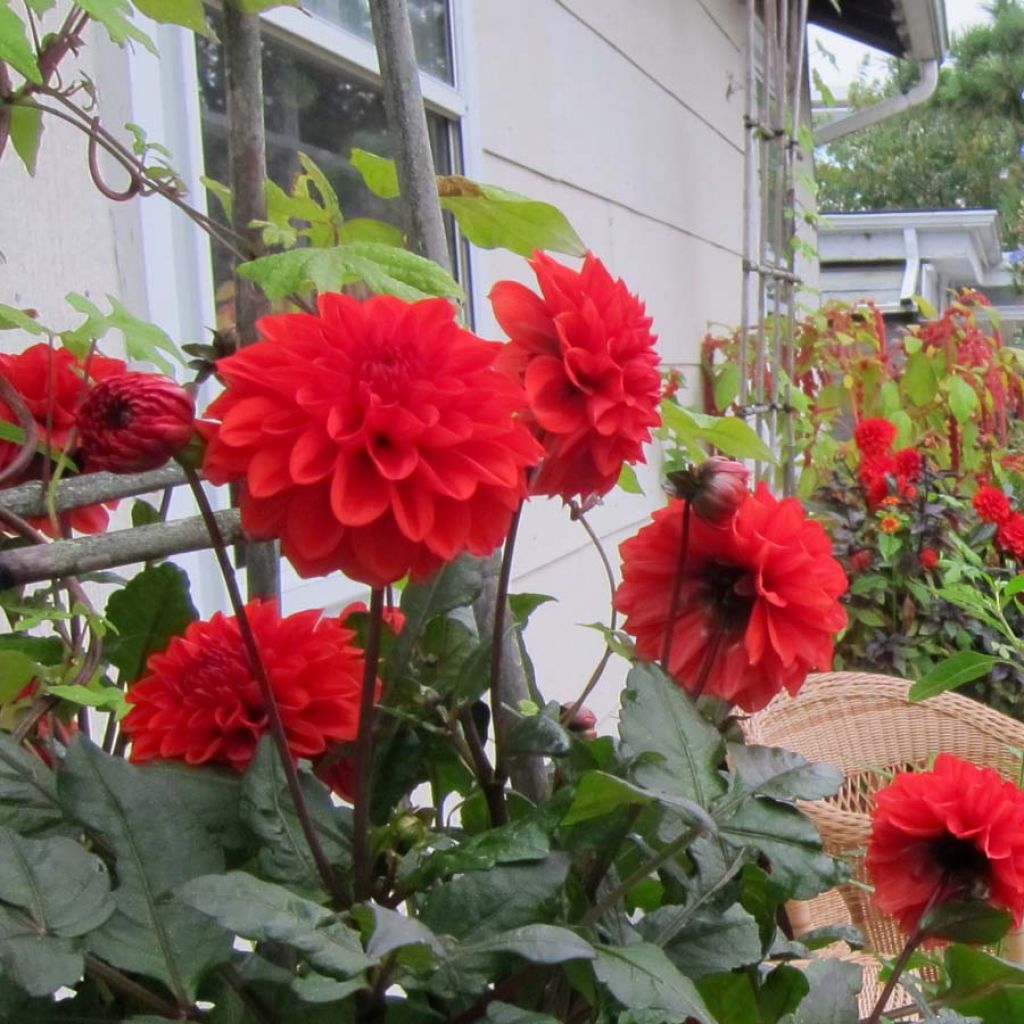 Zwerg-Dahlie Ellen Houston