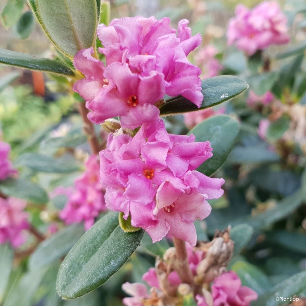 Seidelbast Sweetheart - Daphne