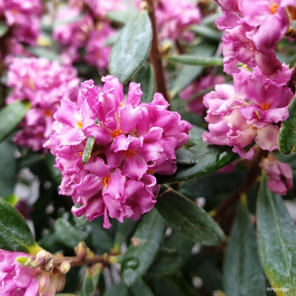 Seidelbast Sweetheart - Daphne