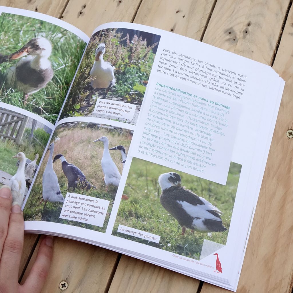 Des canards coureurs indiens dans mon jardin
