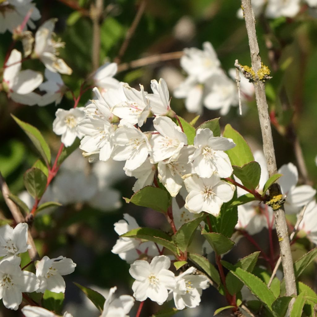 Deutzia rosea Campanulata - Deutzie