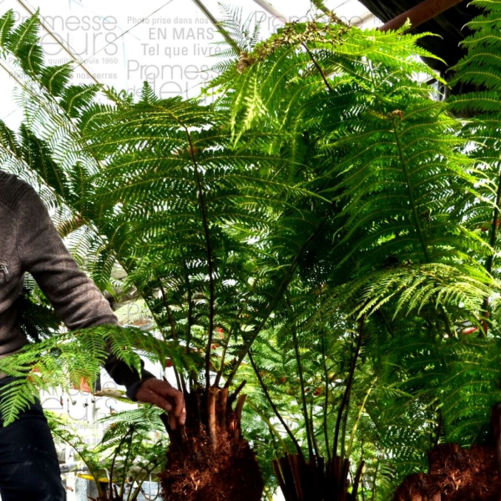 Dicksonia antarctica - Australischer Baumfarn