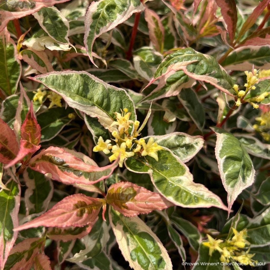 Diervilla Kodiak Mixx - Buschgeißblatt