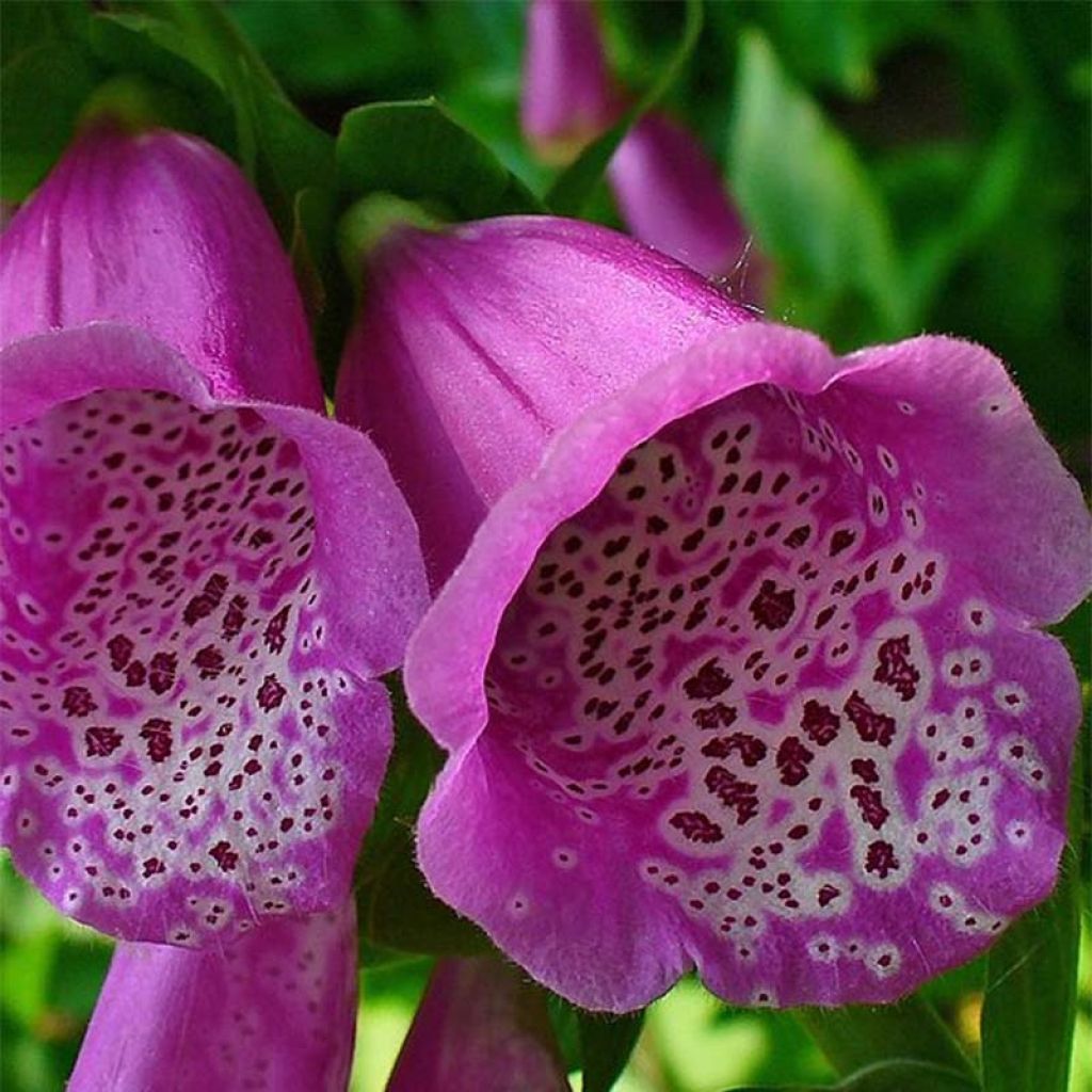 Roter Fingerhut - Digitalis purpurea