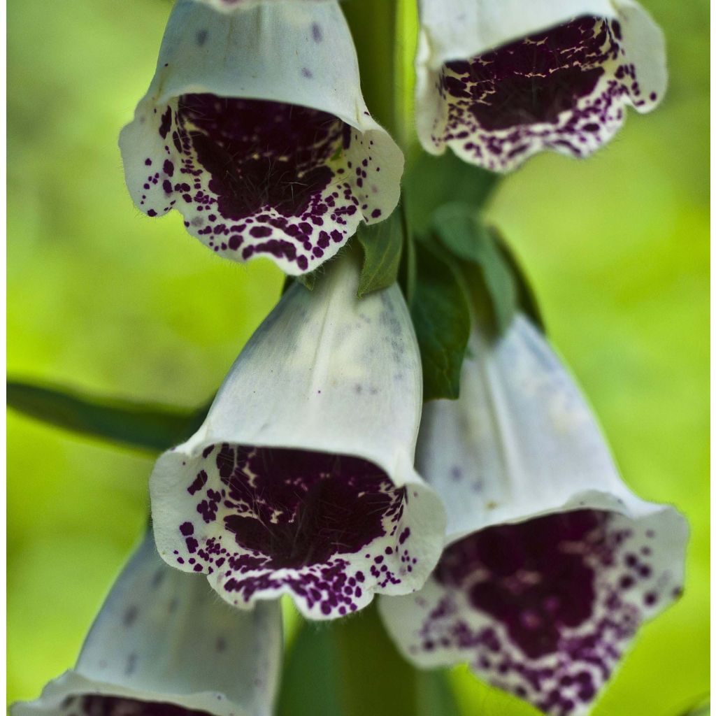 Fingerhut Pam s Choice - Digitalis purpurea