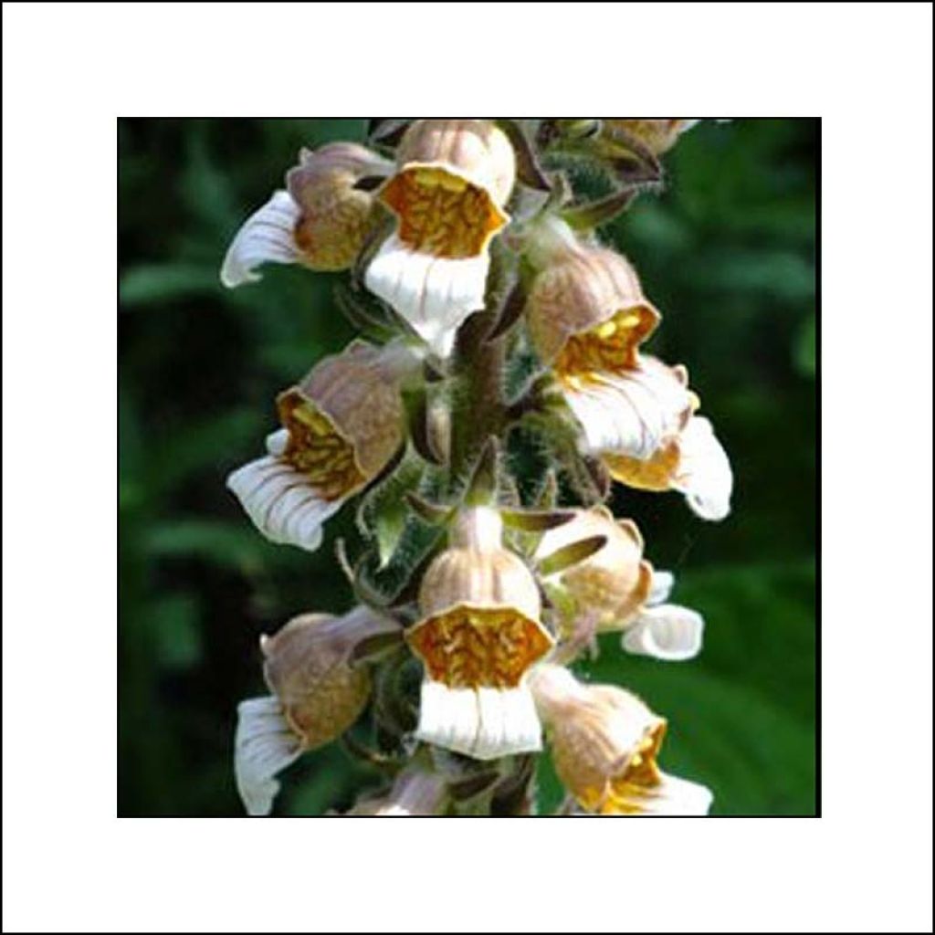 Digitalis lanata Café Crème - Wolliger Fingerhut