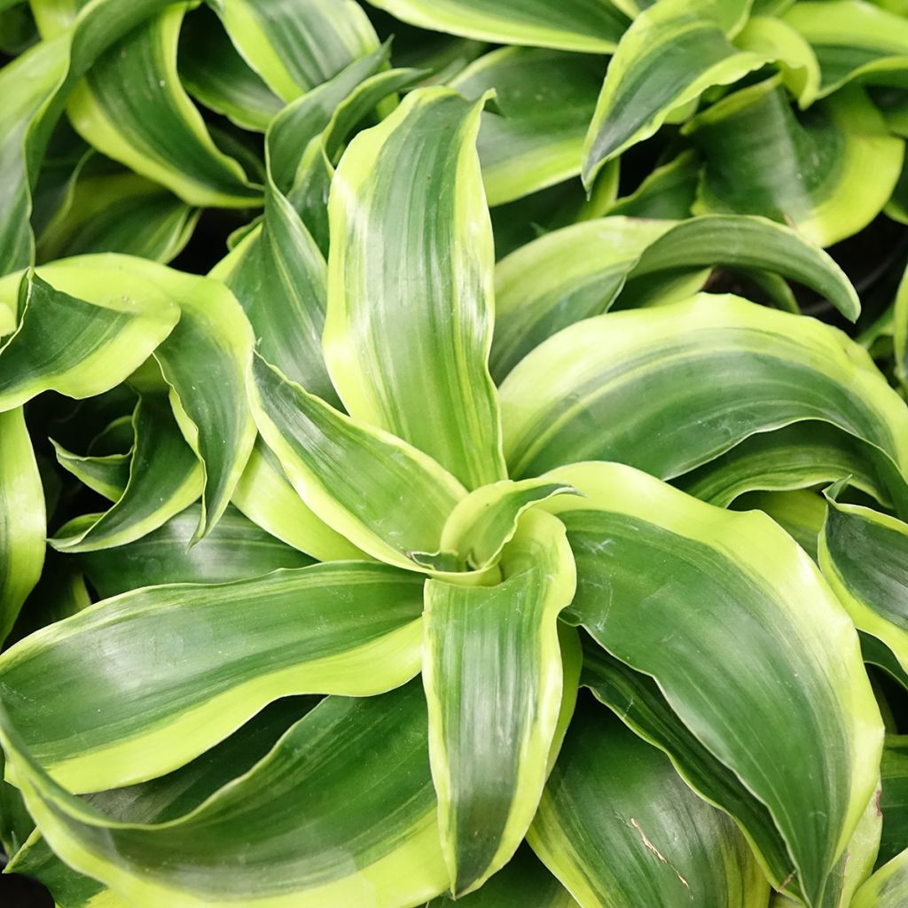 Dracaena Dragontree Tornado - Drachenbaum
