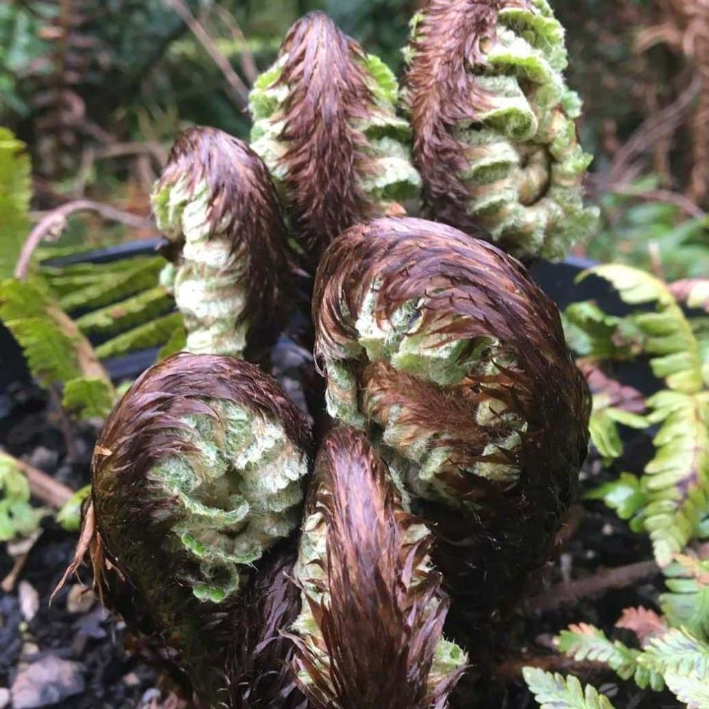 Dryopteris crassirhizoma - Wurmfarn