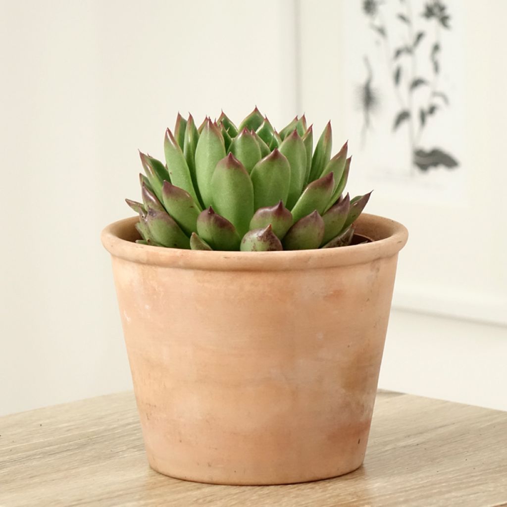 Echeveria agavoides - Echeverie