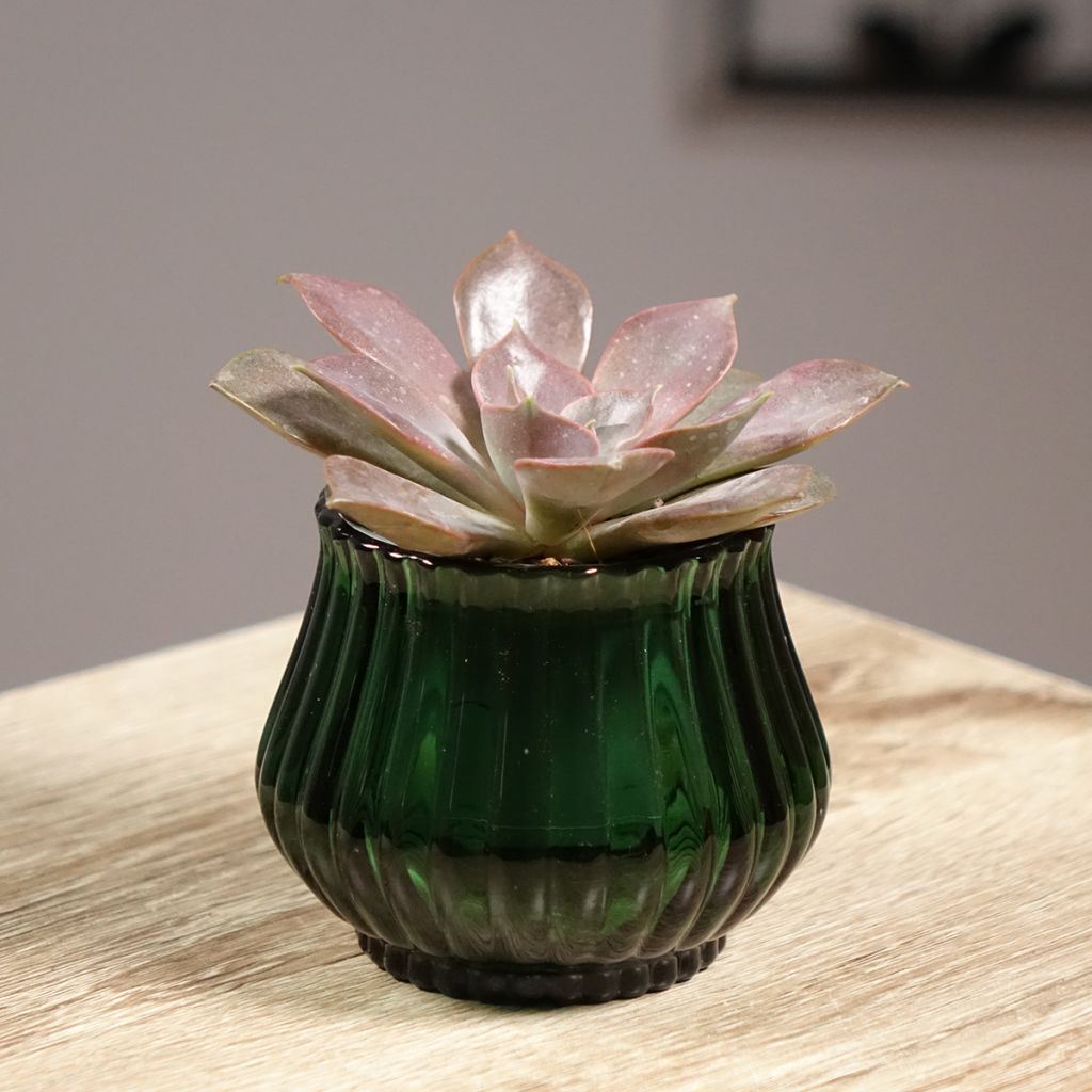 Echeveria Nina - Echeverie