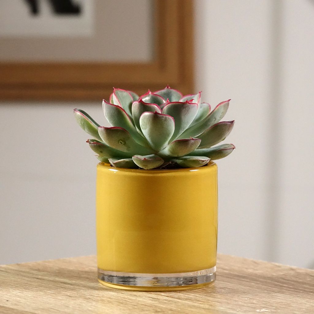 Echeveria pulidonis - Echeverie