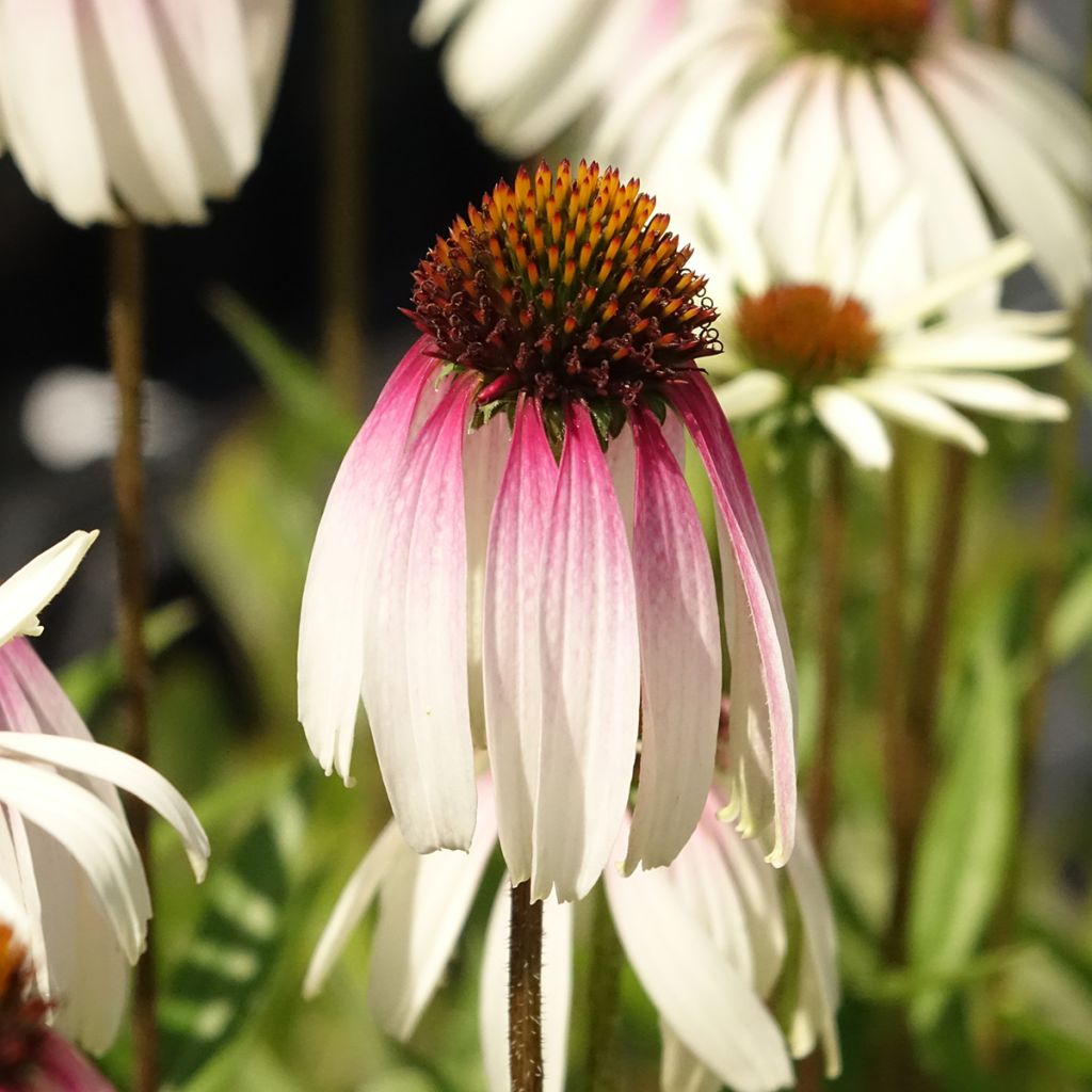 Echinacea JS Engeltje Pretty Parasols - Scheinsonnenhut