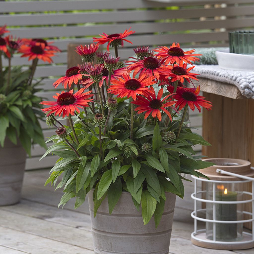Echinacea purpurea Sun Magic Vintage Orange - Sonnenhut