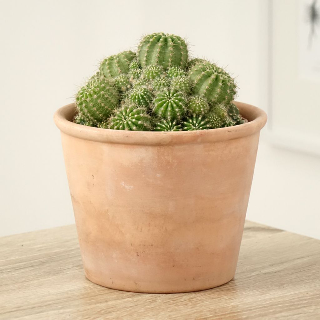 Echinopsis multiplex - Seeigelkaktus