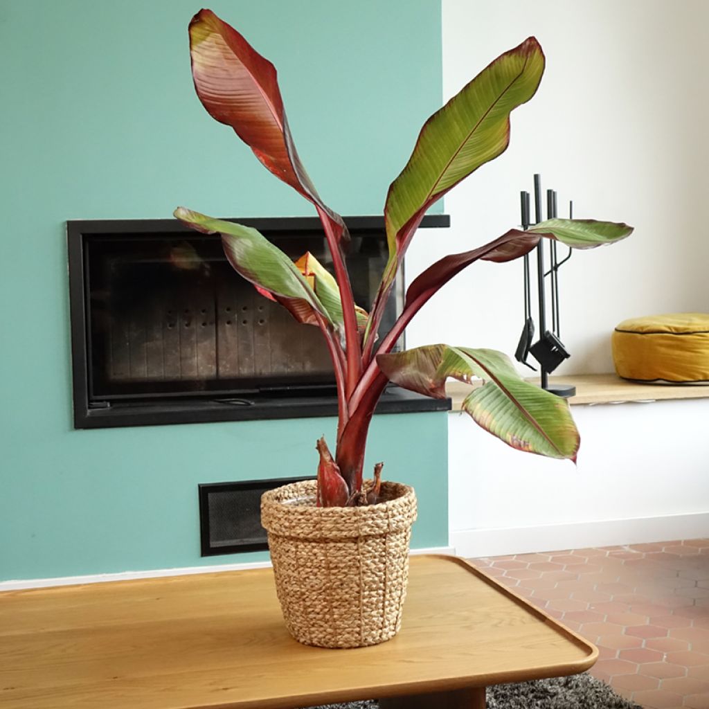 Ensete ventricosum Maurelii - Abessinische Banane