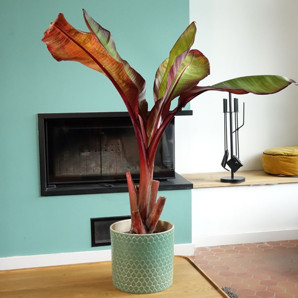 Ensete ventricosum Maurelii - Abessinische Banane