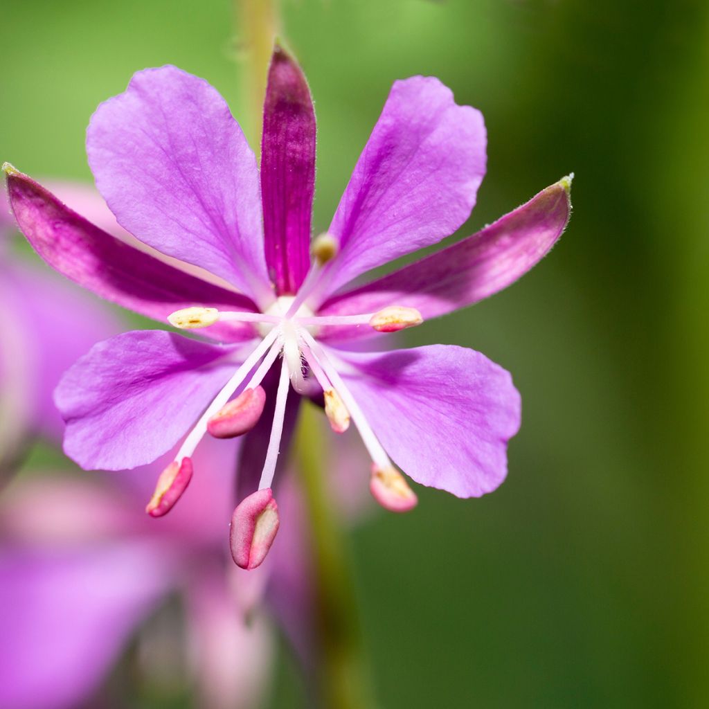 Epilobium angustifolium - Schmalblättriges Weidenröschen