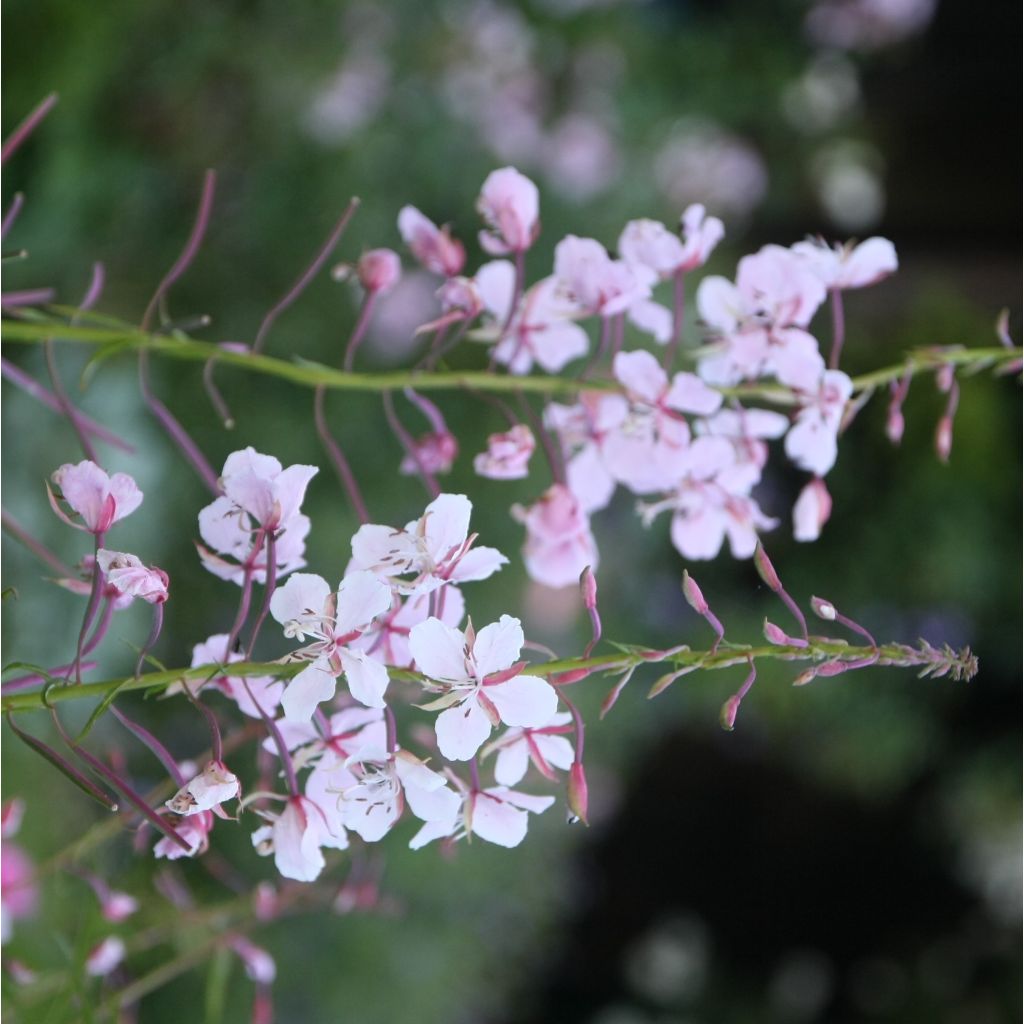Epilobium angustifolium Stahl Rose - Schmalblättriges Weidenröschen