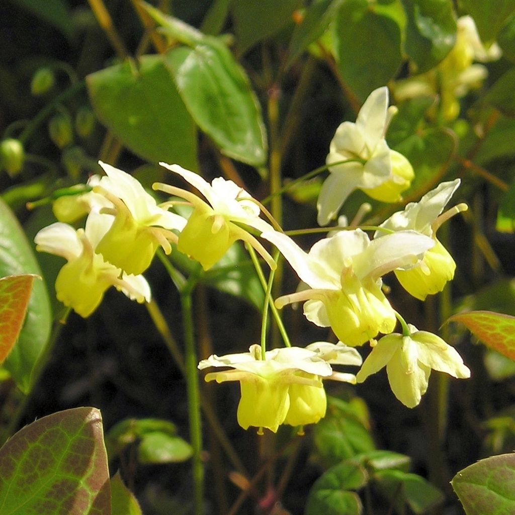 Epimedium versicolor Sulphureum - Vielfarbige Elfenblume