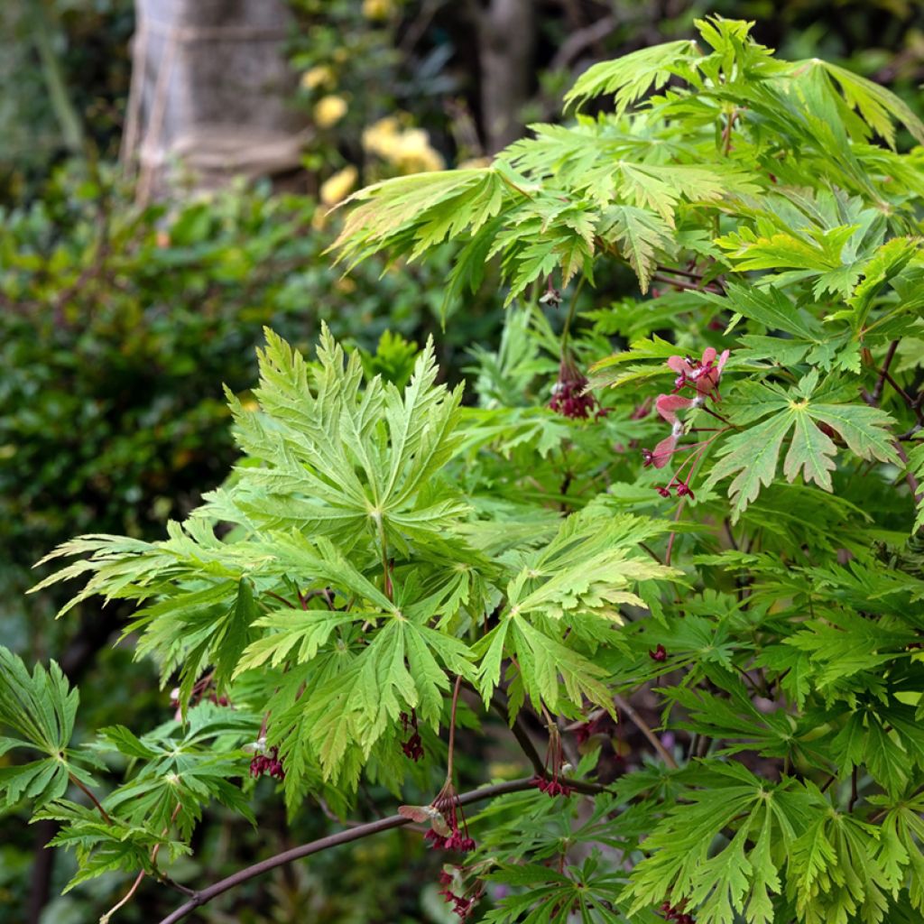 Japanischer Ahorn Aconitifolium - Acer japonicum