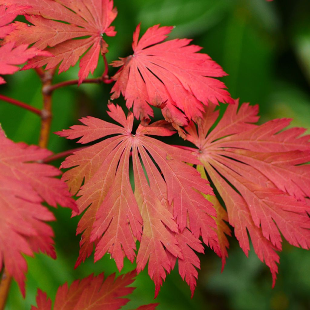 Japanischer Ahorn Aconitifolium - Acer japonicum