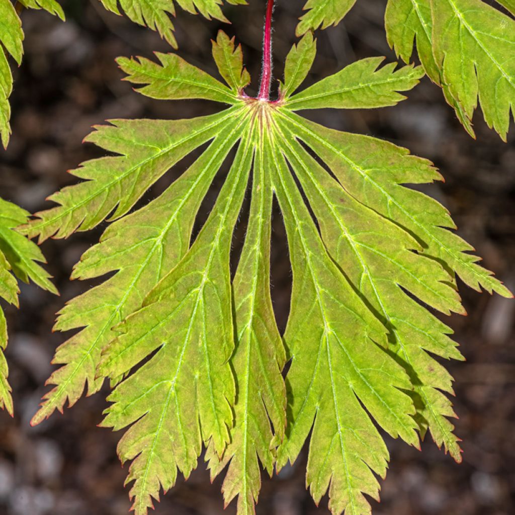 Japanischer Ahorn Aconitifolium - Acer japonicum
